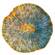 WYSIWYG Green Pumpkin Fungia Coral Marine Concept Supply