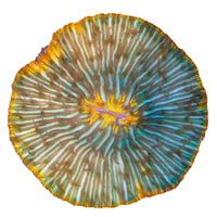 Fungia sp. Ring 1-B