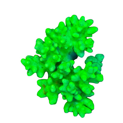 WYSIWYG Green Sinularia Coral Marine Concept Supply