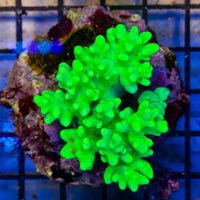 C Sinularia - Green Young Soft Coral 1-A