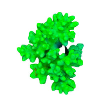 WYSIWYG Green Sinularia Marine Concept Supply