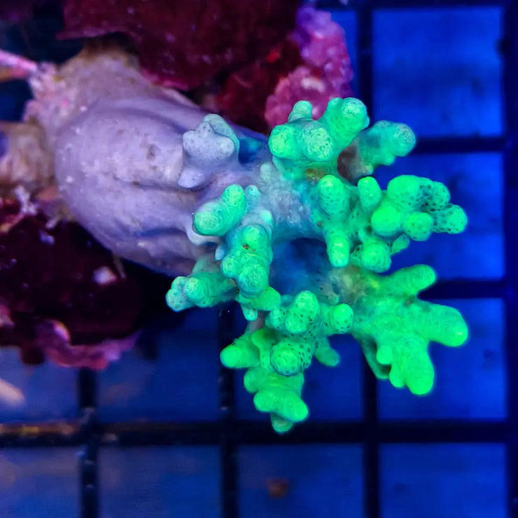 C Sinularia - Green Young Soft Coral 3-A