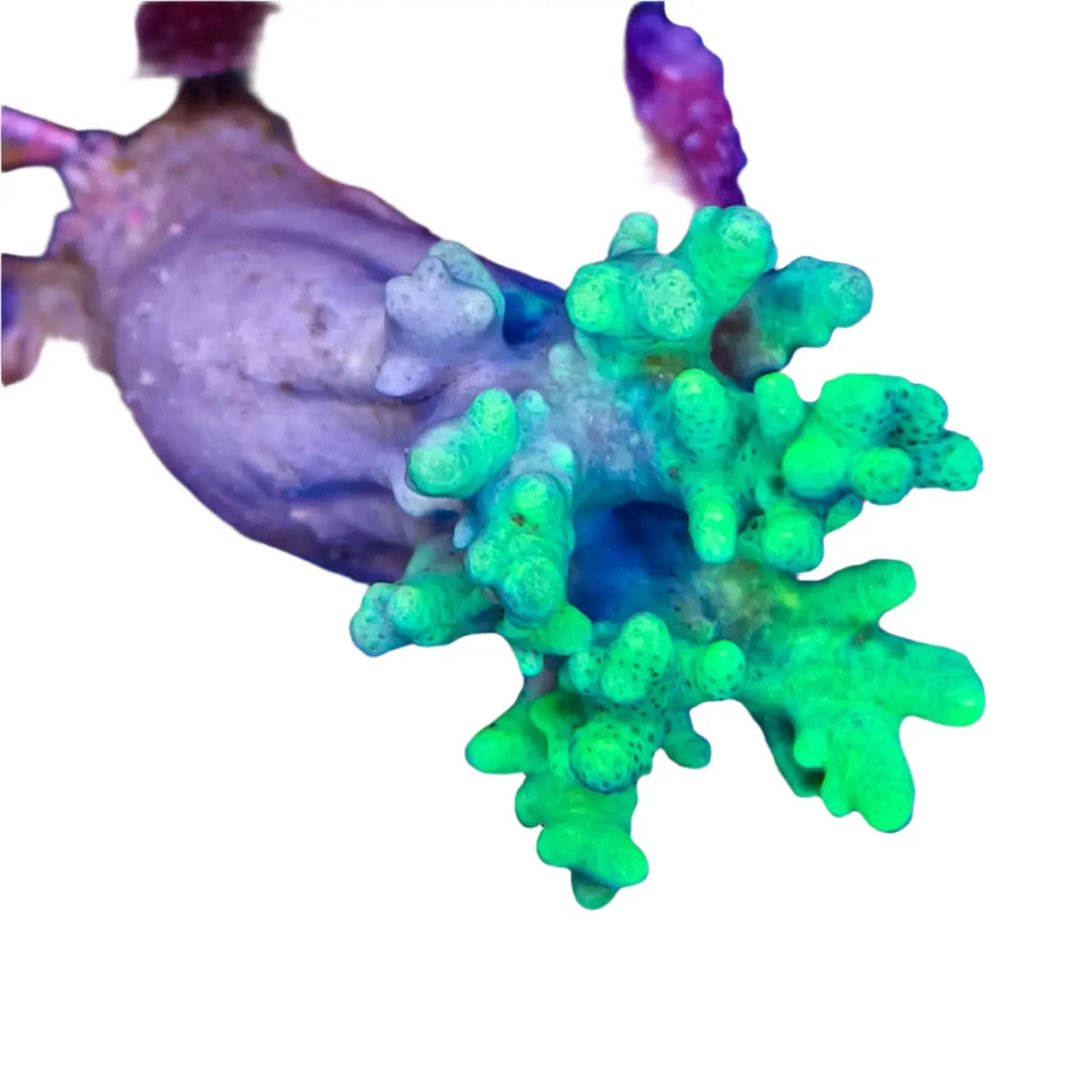 image C Sinularia - Green Young Soft Coral 3-B