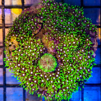 WYSIWYG Green Star Polyps - 022825B6-A