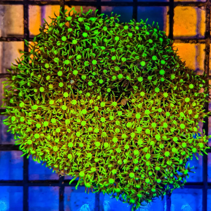 Briareum Coral - Green Star Polyp 1-A