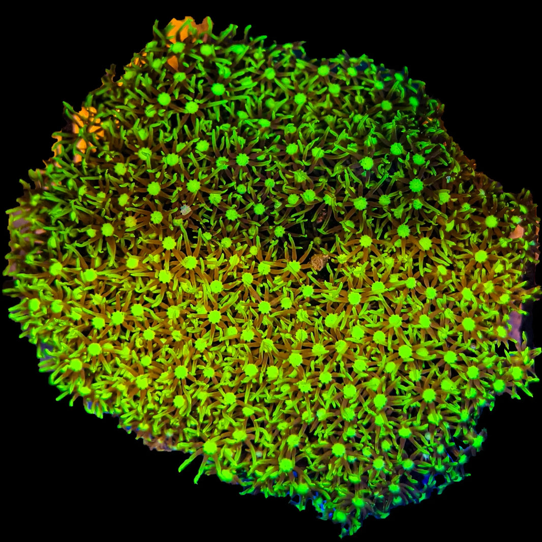 image Briareum Coral - Green Star Polyp 1-B