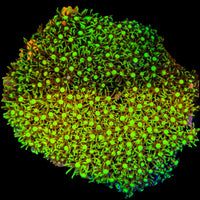 Briareum Coral - Green Star Polyp 1-B