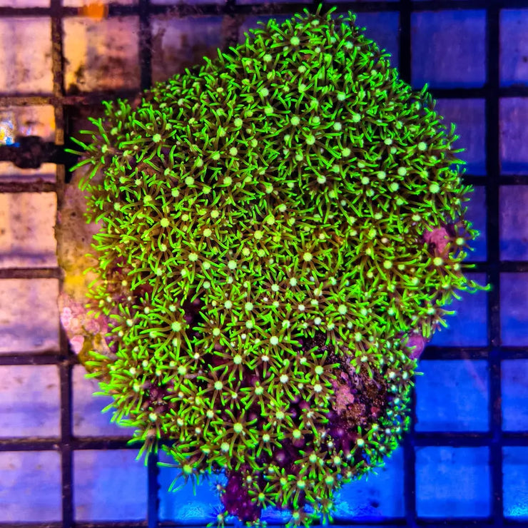 WYSIWYG Green Star Polyps - 022825B7-A