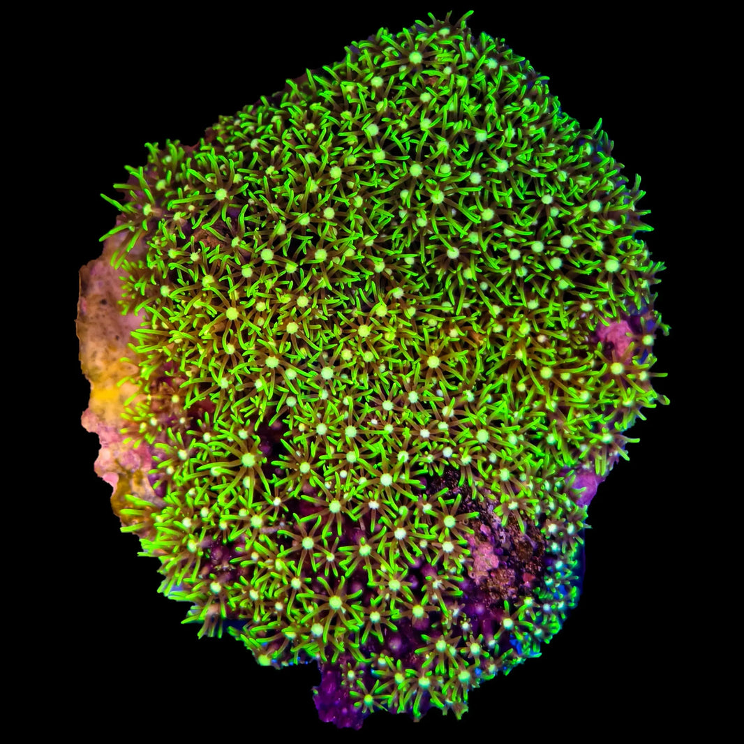 image WYSIWYG Green Star Polyps - 022825B7-B