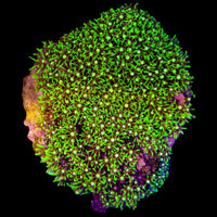 WYSIWYG Green Star Polyps - 022825B7-B
