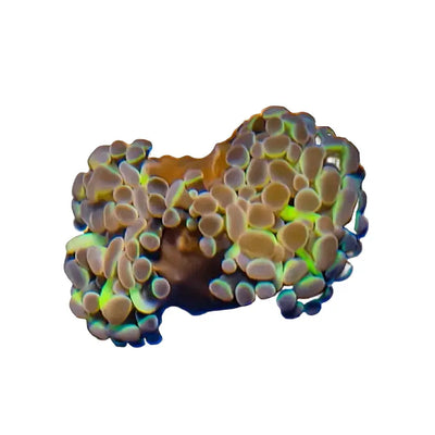 WYSIWYG Hologram Hammer Coral Marine Concept Supply