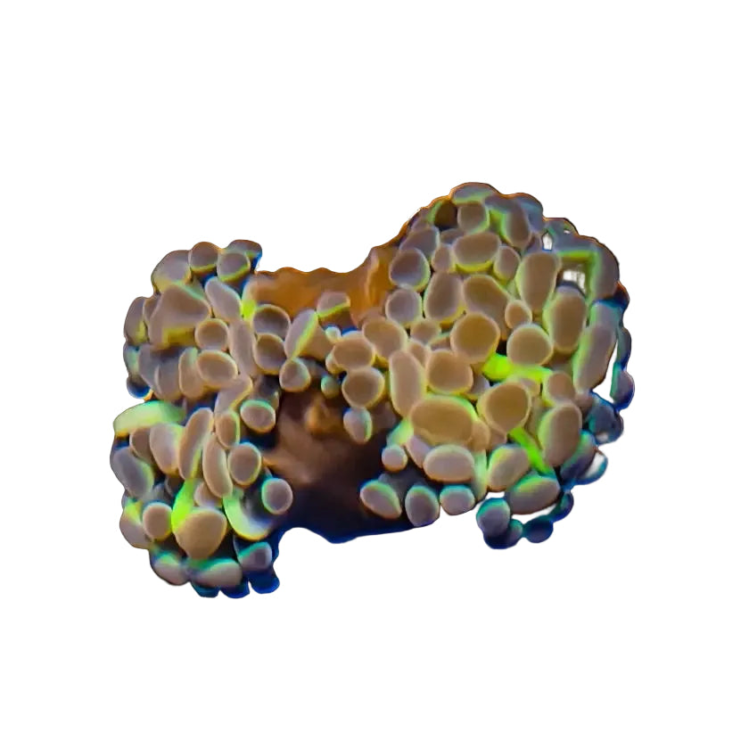 WYSIWYG Hologram Hammer Coral Marine Concept Supply