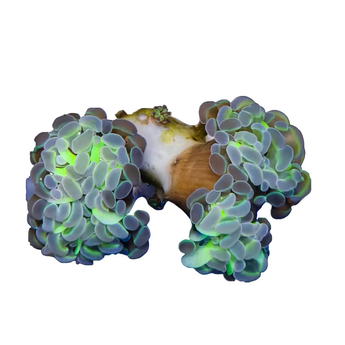 WYSIWYG Hologram Hammer Coral Marine Concept Supply