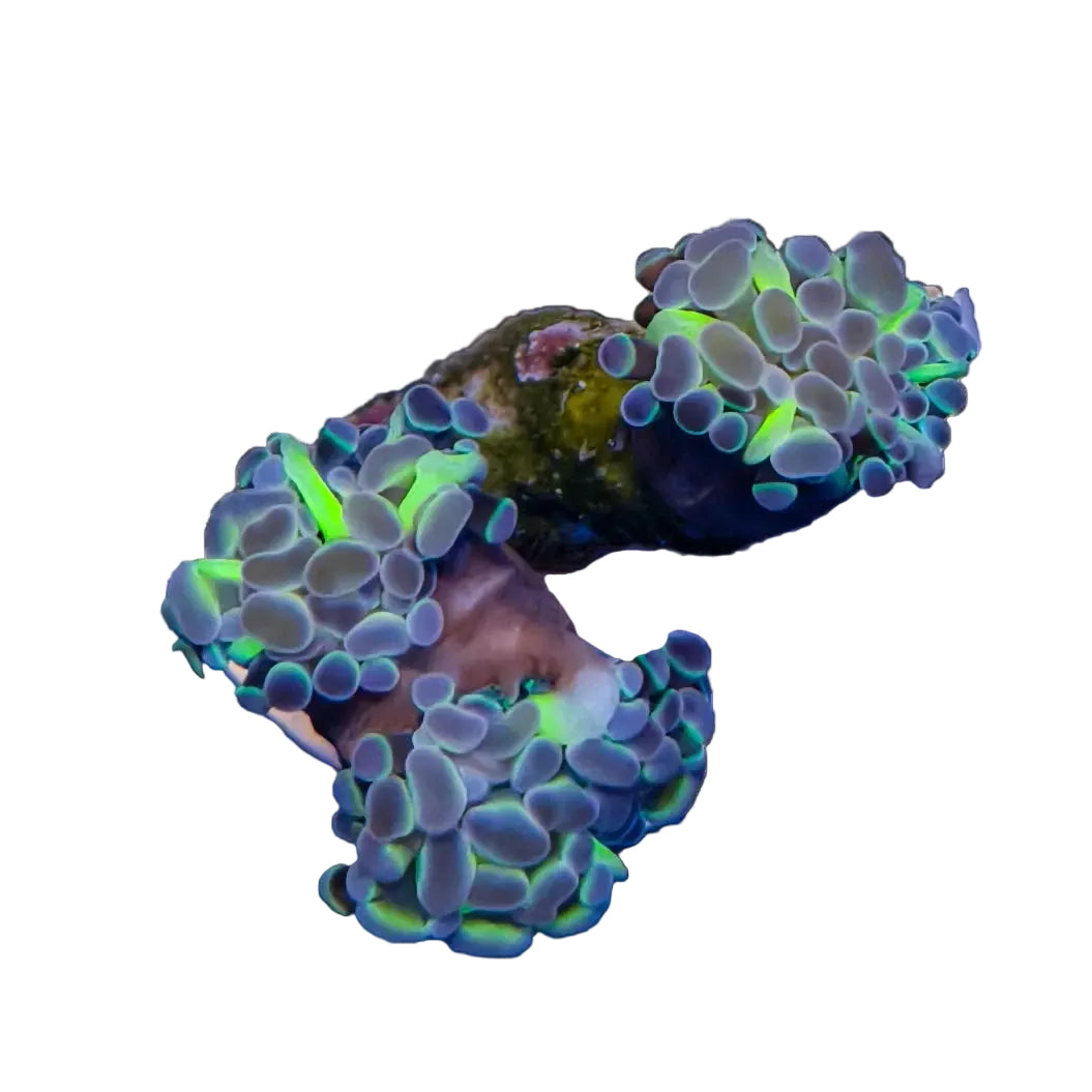 WYSIWYG Hologram Hammer Coral Marine Concept Supply