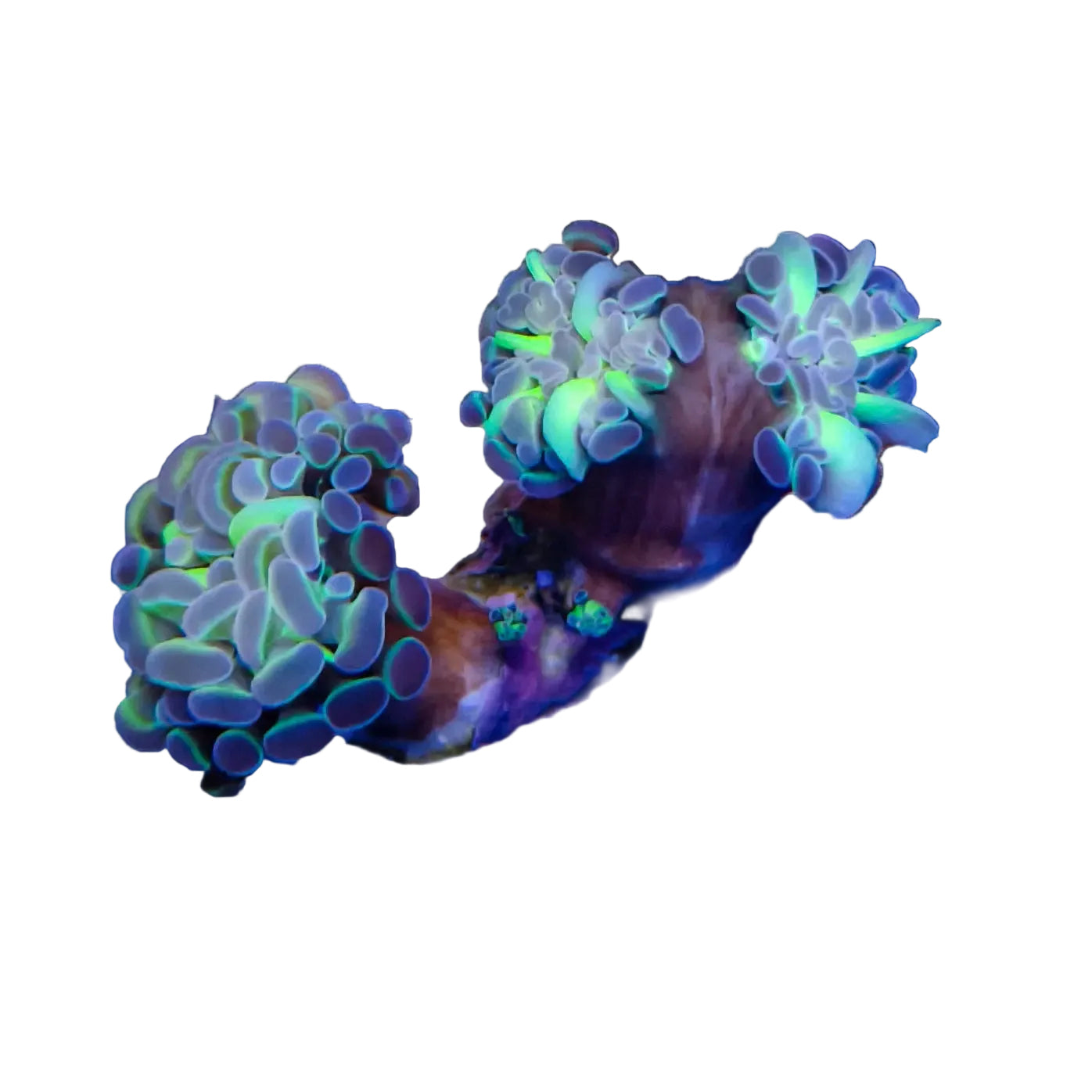 WYSIWYG Hologram Hammer Coral Marine Concept Supply