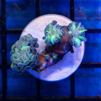 WYSIWYG Hammer Coral  Hologram 021325HH11-4-A