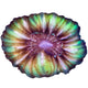 WYSIWYG Joker Cynarina Coral Marine Concept Supply