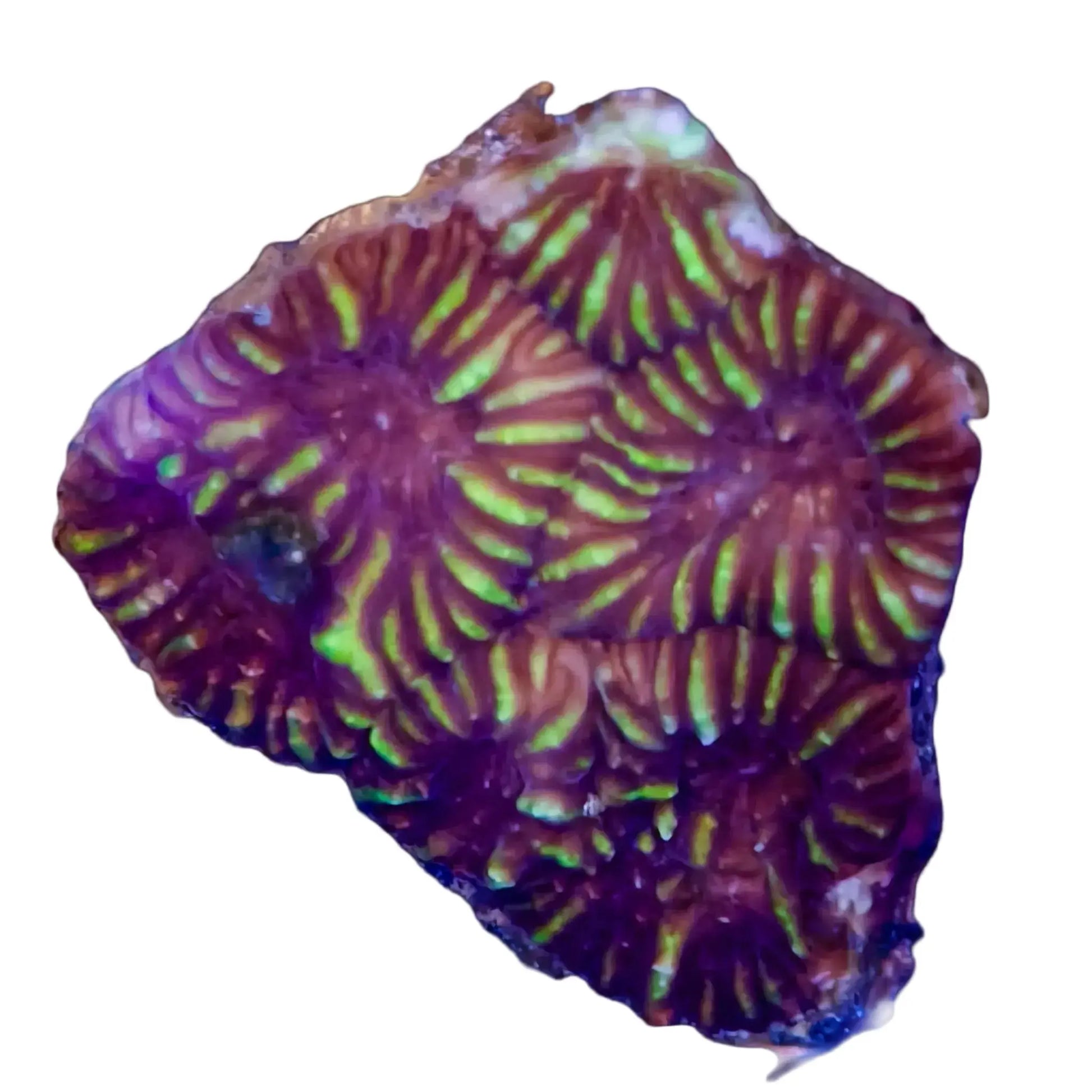 WYSIWYG Kiwi Bird Favia Coral Marine Concept Supply