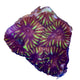 WYSIWYG Kiwi Bird Favia Coral Marine Concept Supply