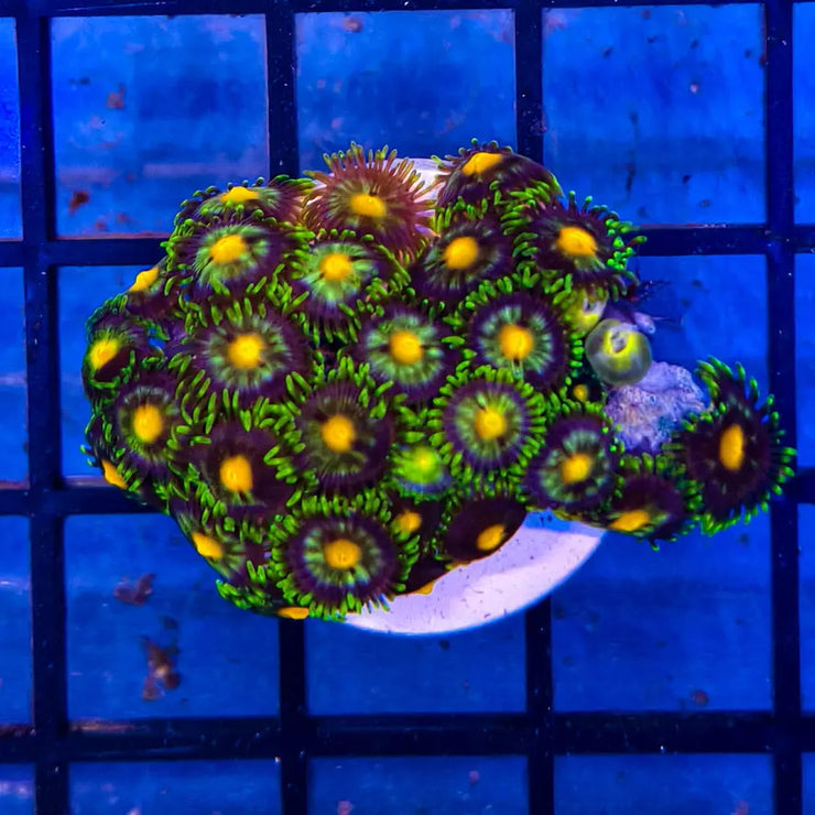 Zoanthus sp. - Zoanthid Coral 1-A