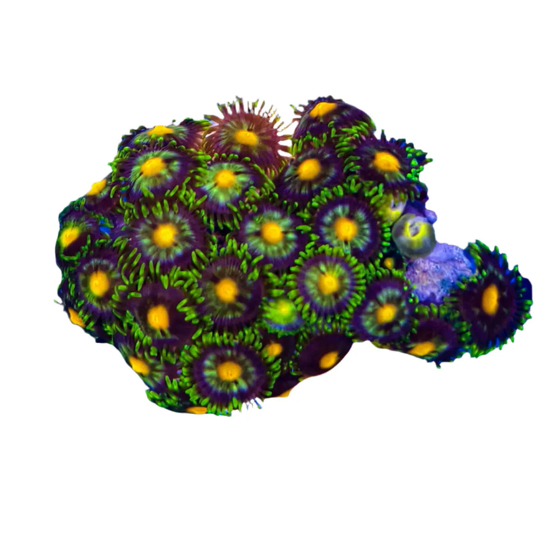 image Zoanthus sp. - Zoanthid Coral 1-B