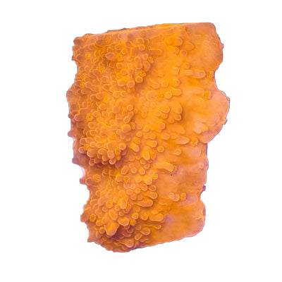WYSIWYG Orange Encrusting Montipora SPS Coral Marine Concept Supply