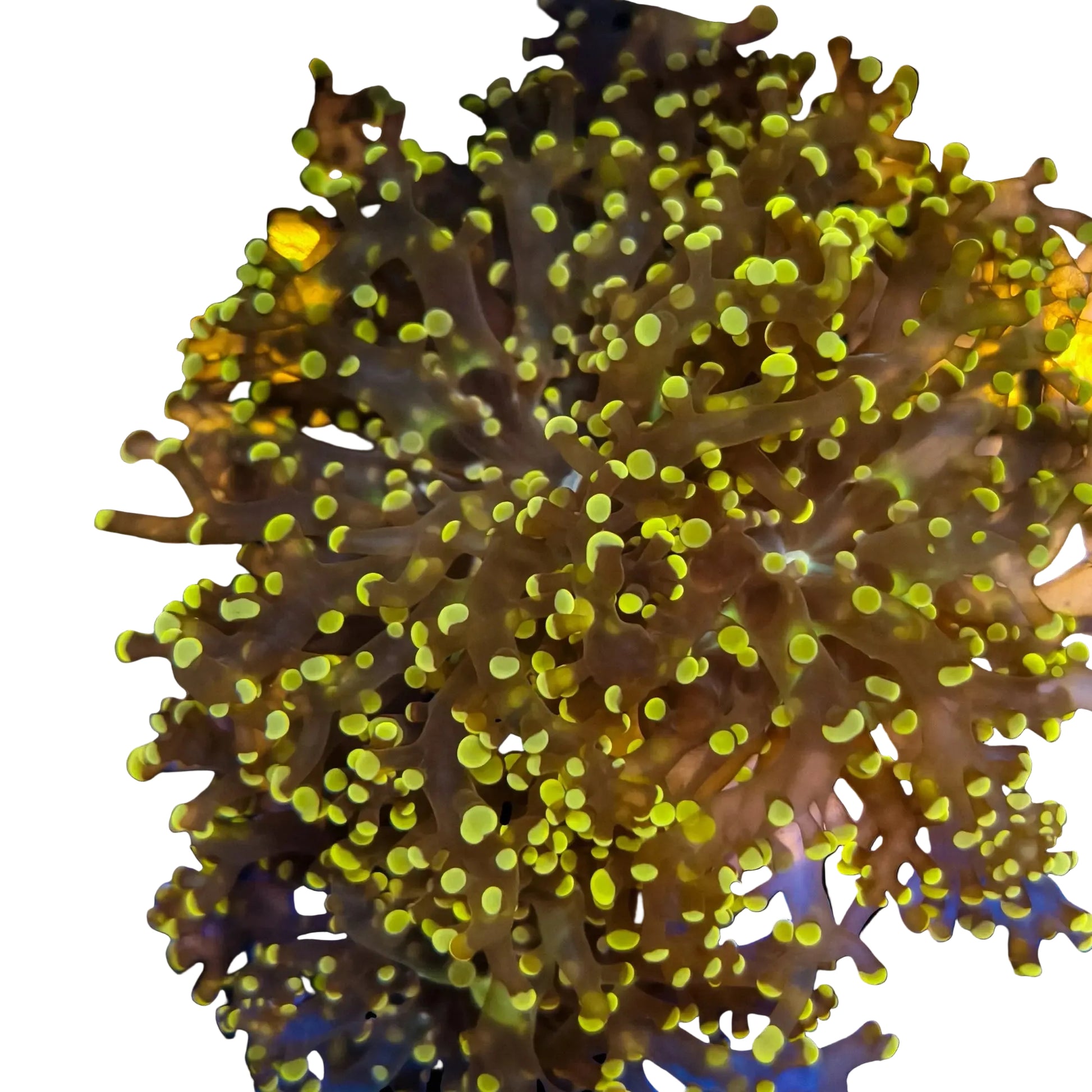 WYSIWYG Orange Frogspawn Coral Marine Concept Supply