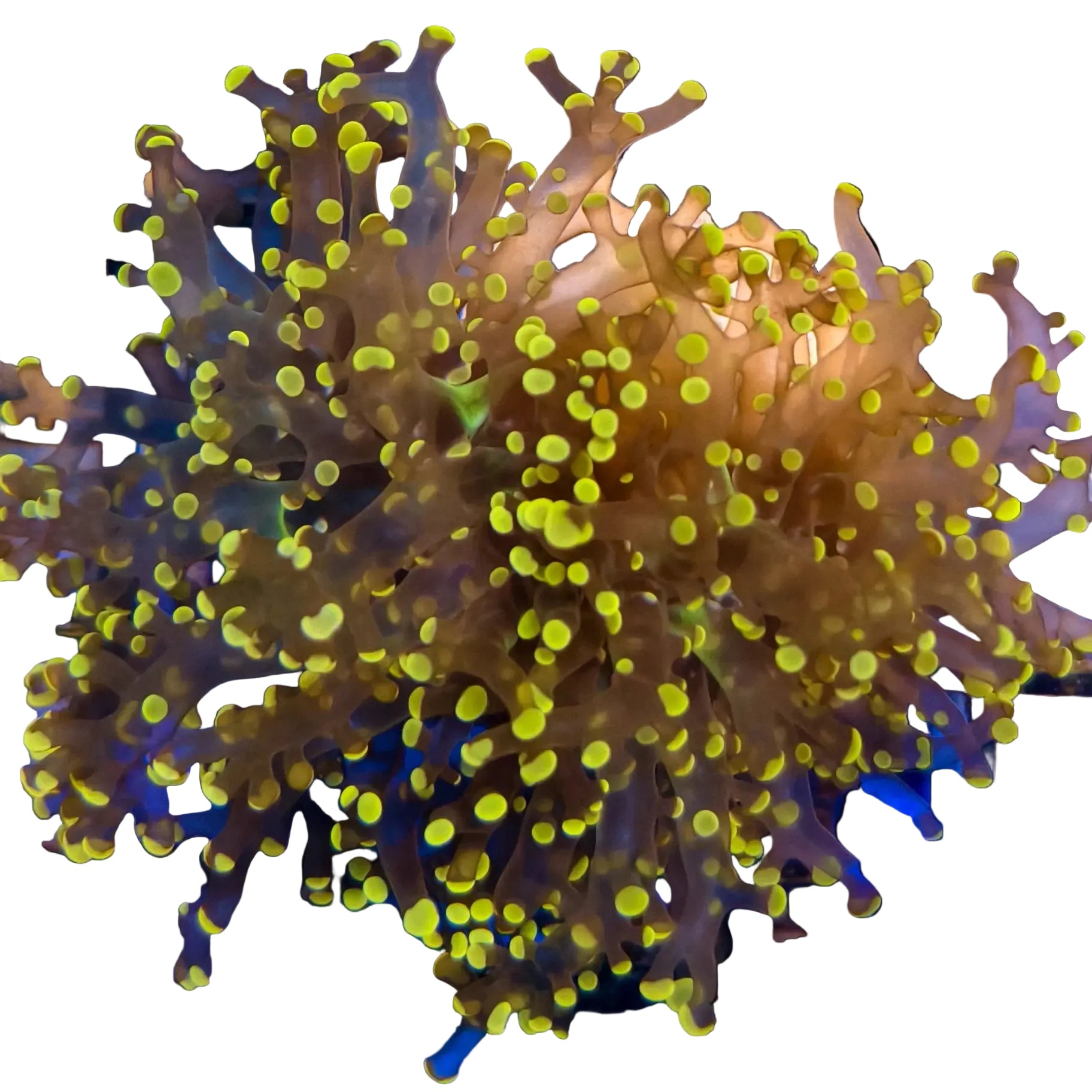 WYSIWYG Orange Frogspawn Coral Marine Concept Supply