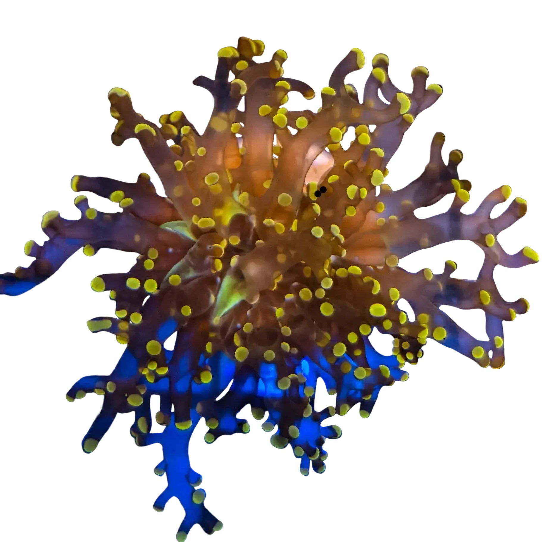 WYSIWYG Orange Frogspawn Coral Marine Concept Supply