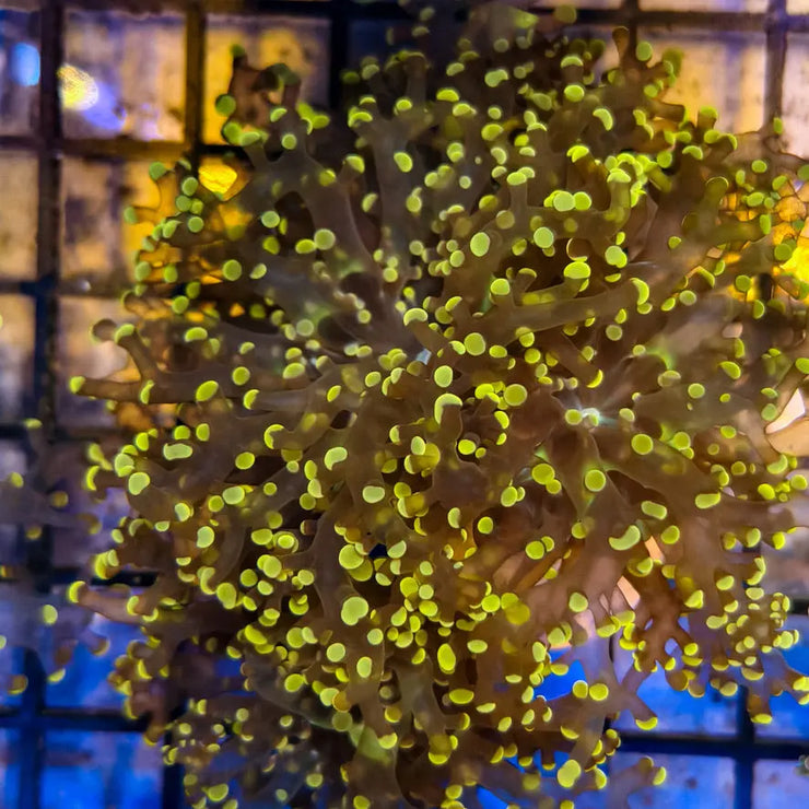 Orange Tip Frogspawn 1-A