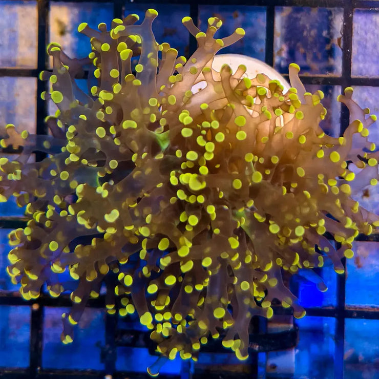 Orange Tip Frogspawn 3-A