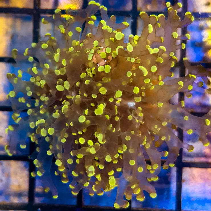 Orange Tip Frogspawn 4-A