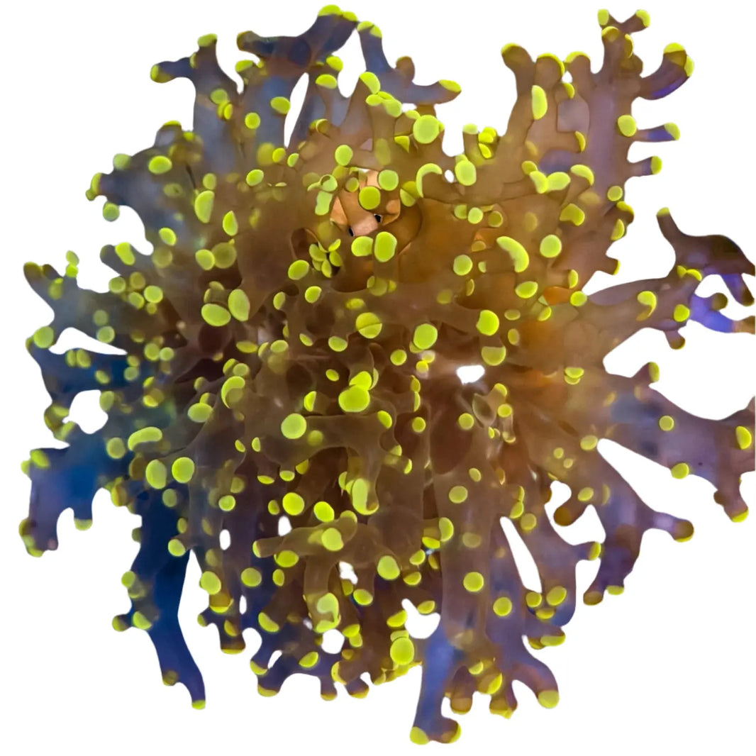 image Orange Tip Frogspawn 4-B