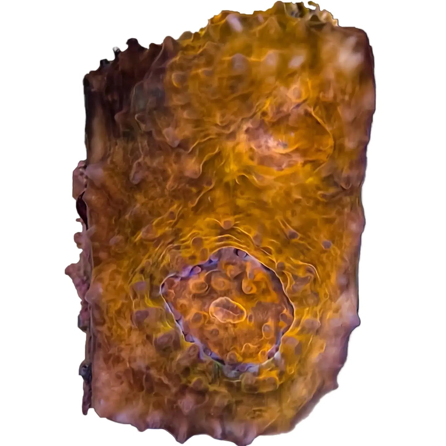 WYSIWYG Panther Stripe Echinata Coral Marine Concept Supply