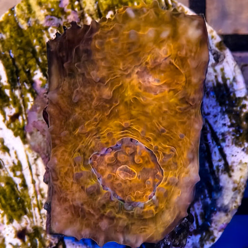 Echinophyllia2-A