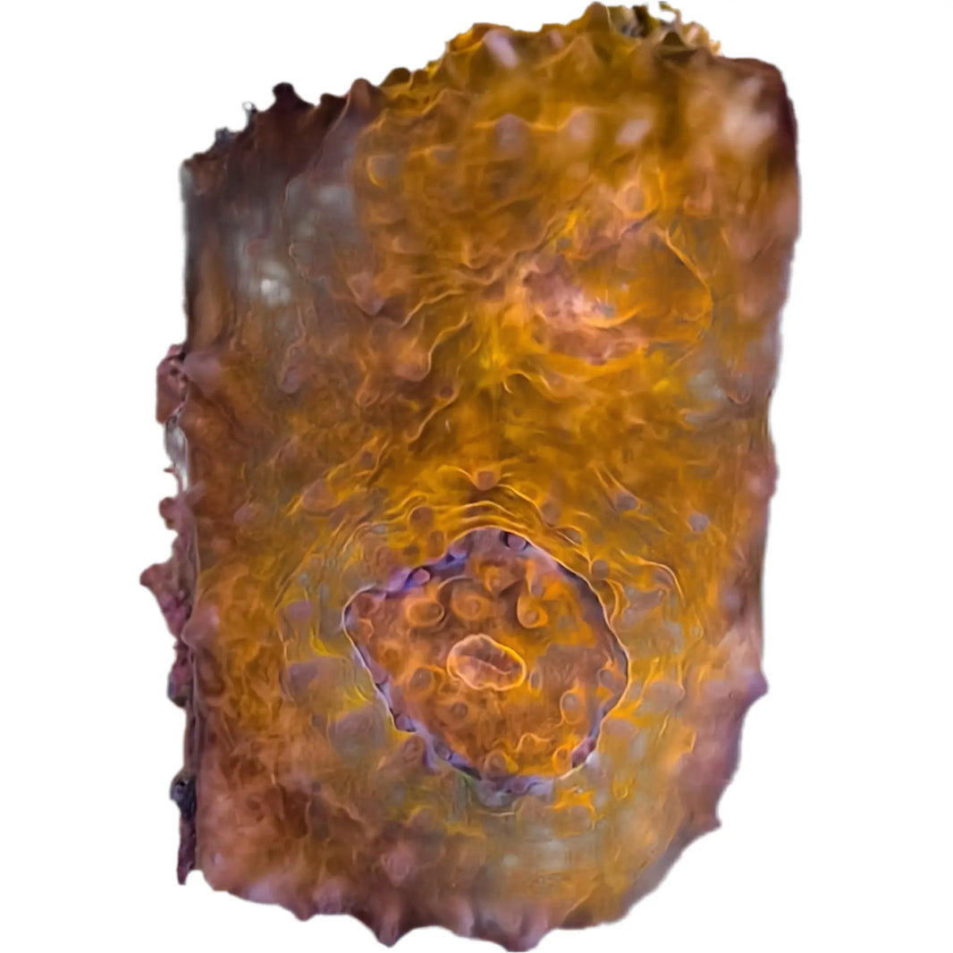 image Echinophyllia2-B
