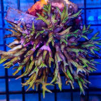 C Seriatopora Hystrix Pink Bird Nest 1-A
