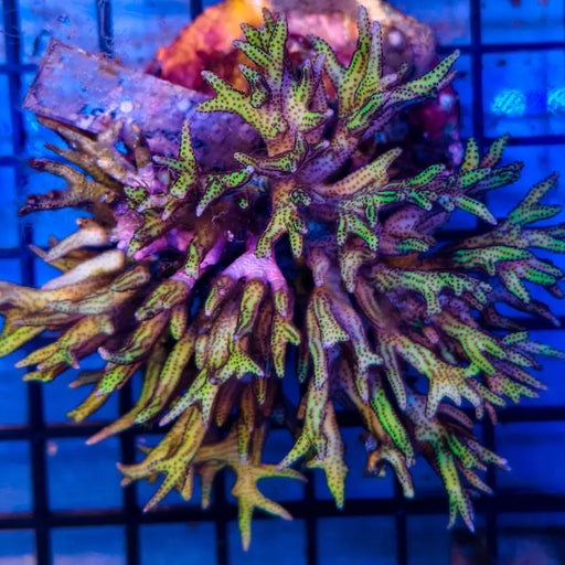 C Seriatopora Hystrix Pink Bird Nest 1-A