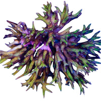 C Seriatopora Hystrix Pink Bird Nest 1-B