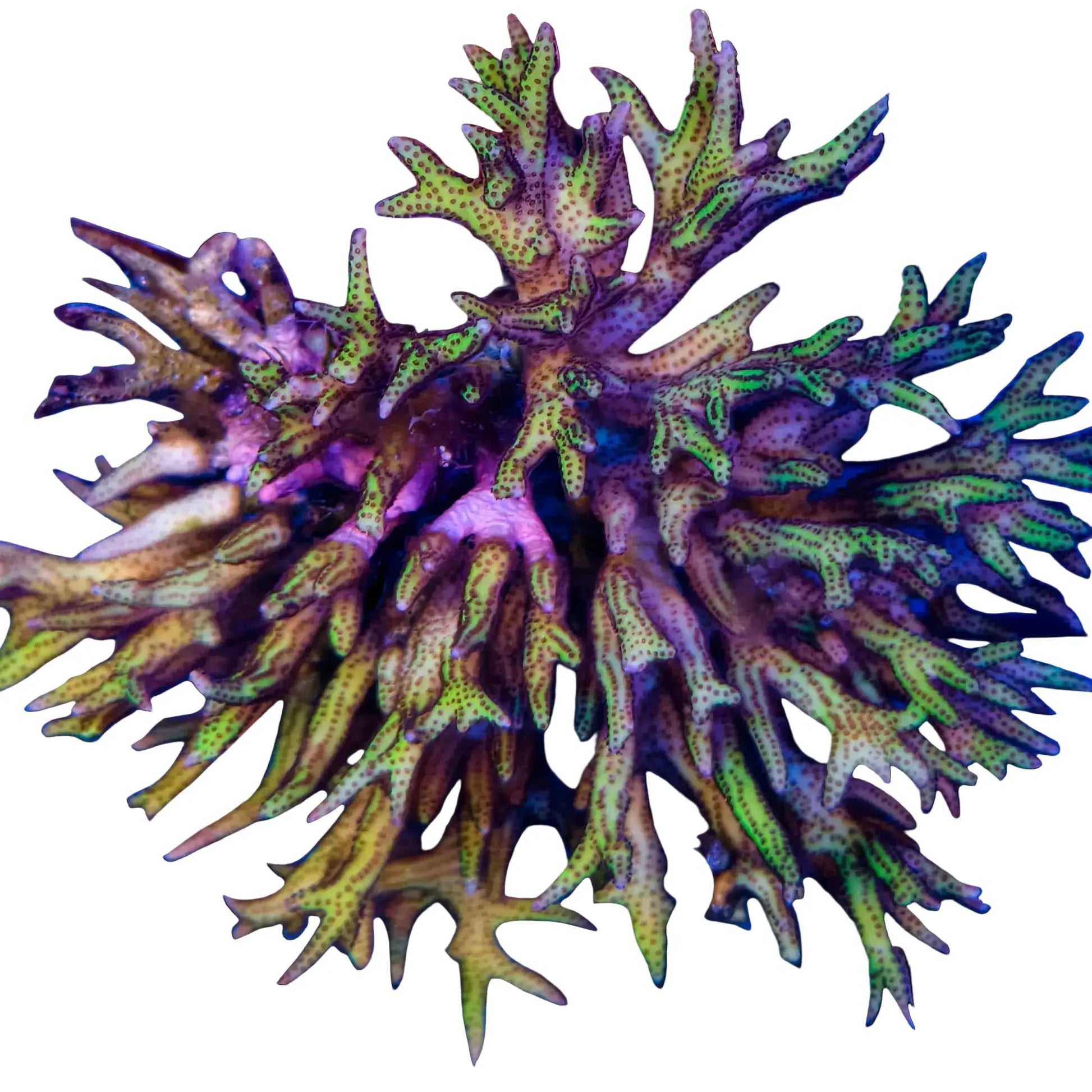 WYSIWYG Pink Bird Nest Coral Colony Marine Concept Supply