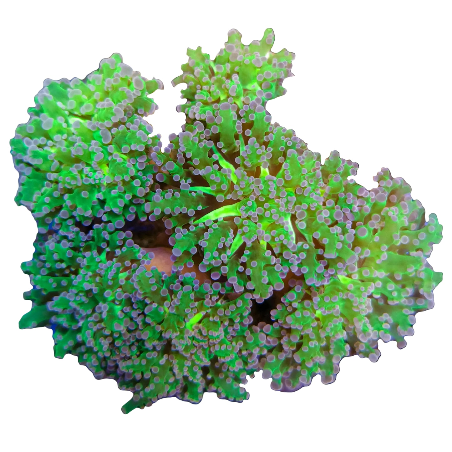 WYSIWYG Purple Frogspawn Coral Colony Marine Concept Supply