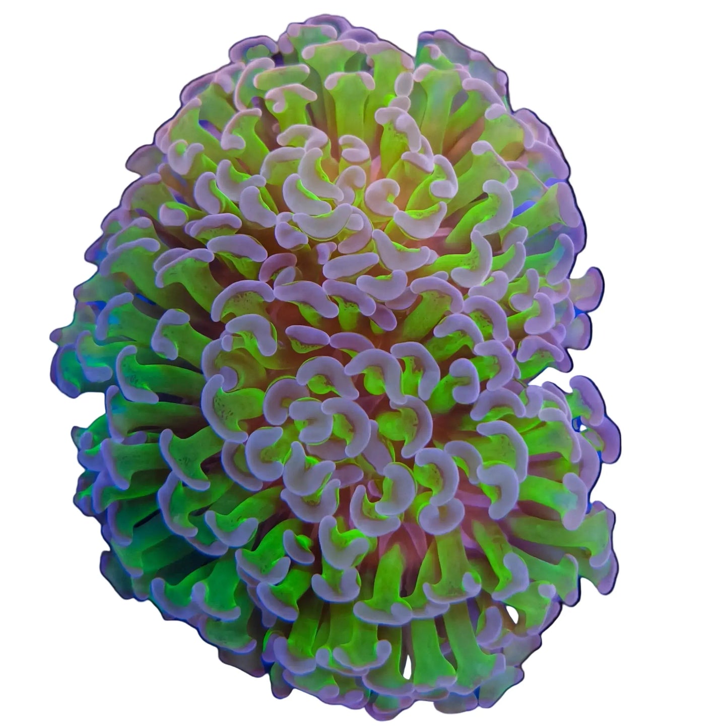 WYSIWYG Purple Tip Hammer Coral Marine Concept Supply