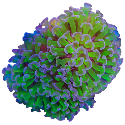 WYSIWYG Purple Tip Hammer Coral Marine Concept Supply