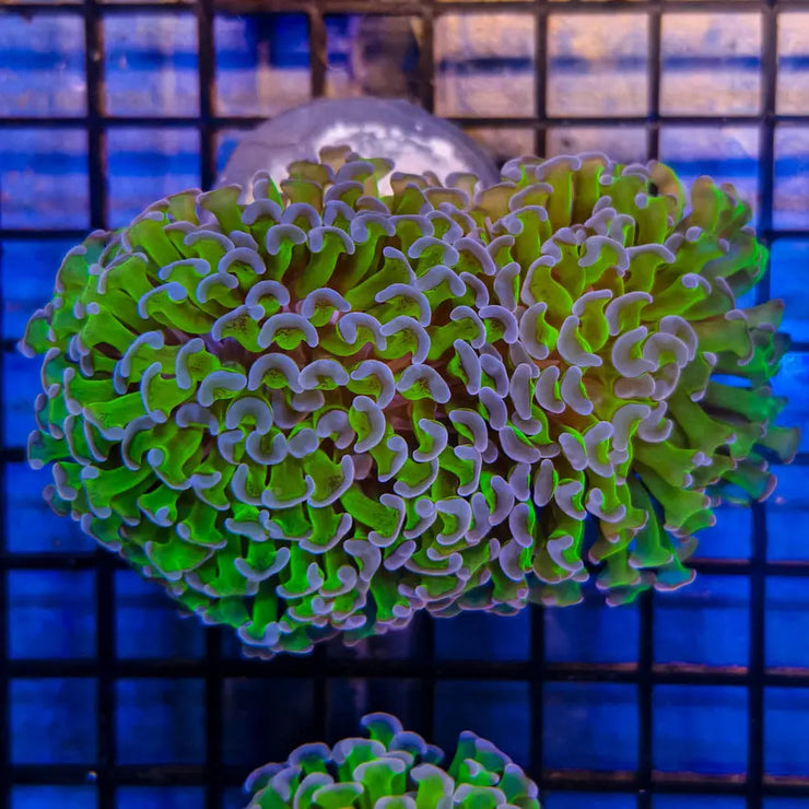 WYSIWYG Purple Tip Hammer Marine Concept Supply