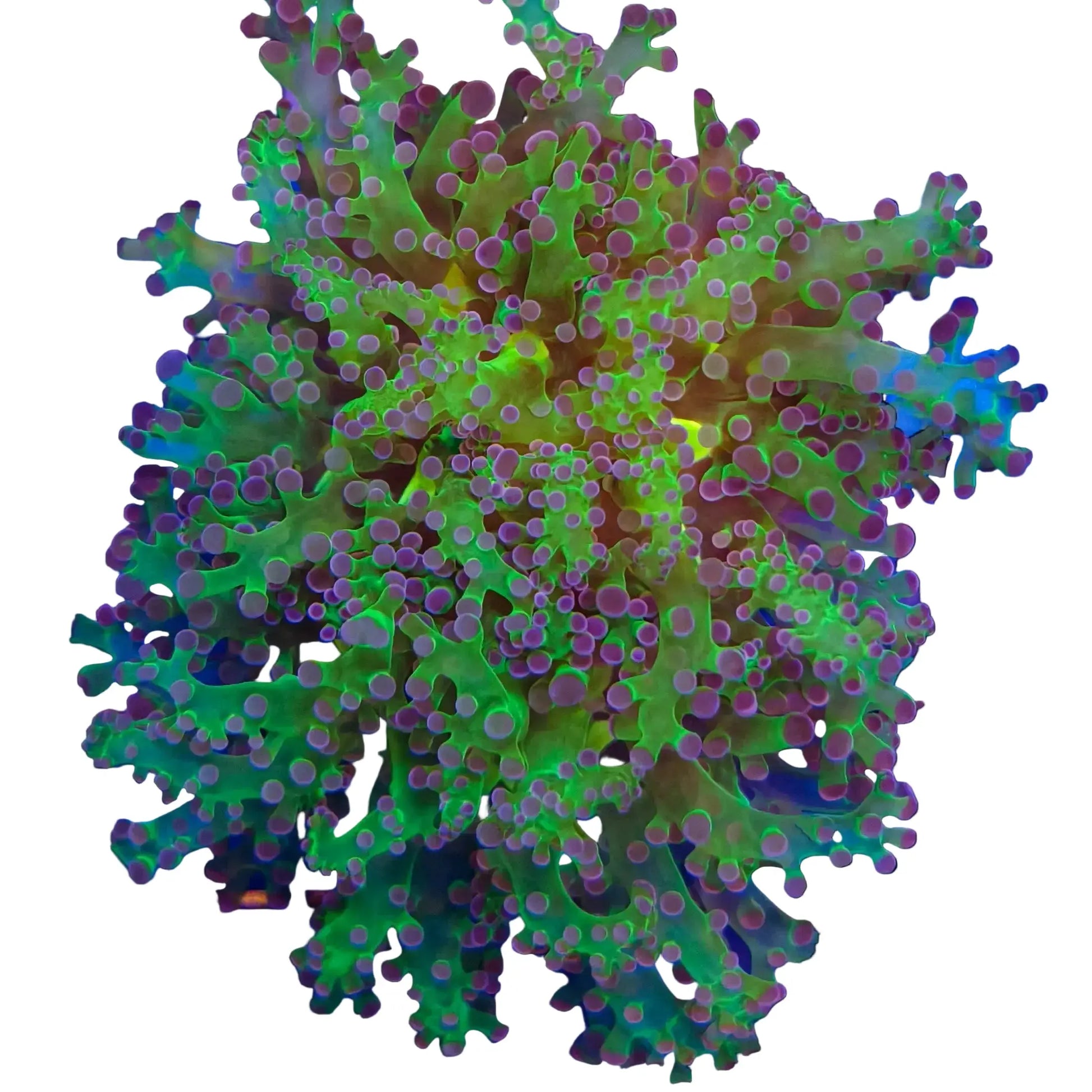 WYSIWYG Purple and Green Frogspawn Coral Marine Concept Supply