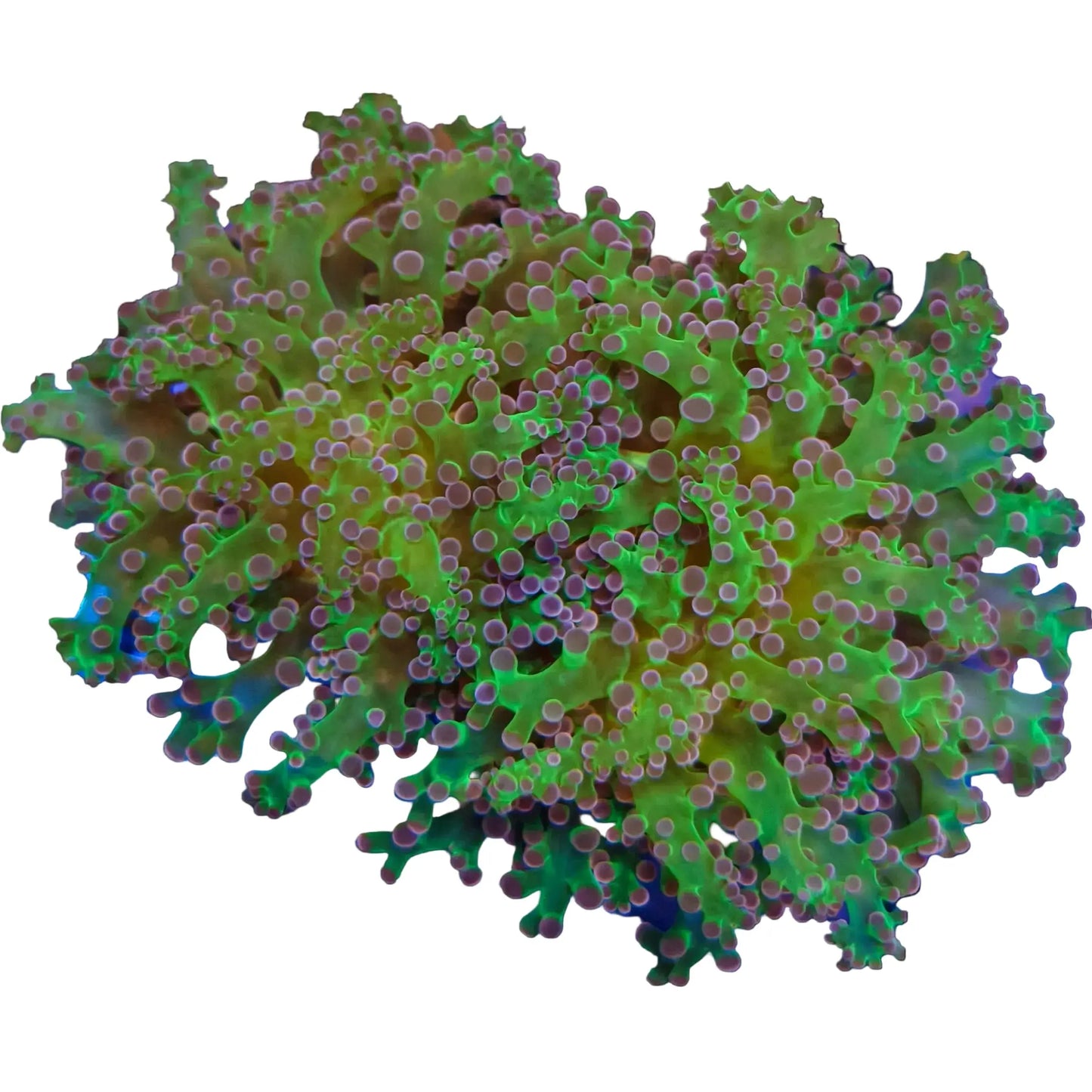 WYSIWYG Purple and Green Frogspawn Coral Marine Concept Supply