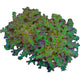 WYSIWYG Purple and Green Frogspawn Coral Marine Concept Supply
