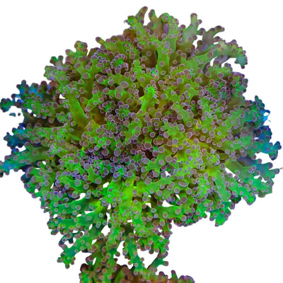 WYSIWYG Purple and Green Frogspawn Coral Marine Concept Supply