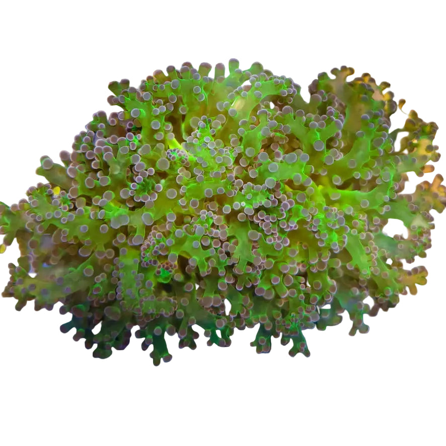 WYSIWYG Purple and Green Frogspawn Coral Marine Concept Supply