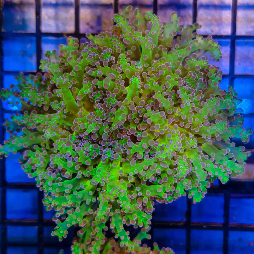 WYSIWYG Purple and Green Frogspawn Marine Concept Supply